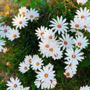 A vibrant cluster of blooming white daisies with green foliage in a Barcelona park.
